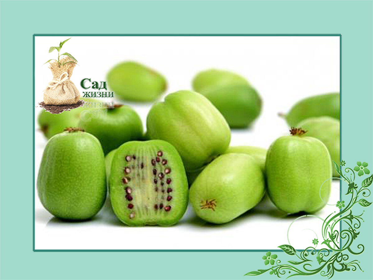 Если вы любите киви, посадите актинидию!