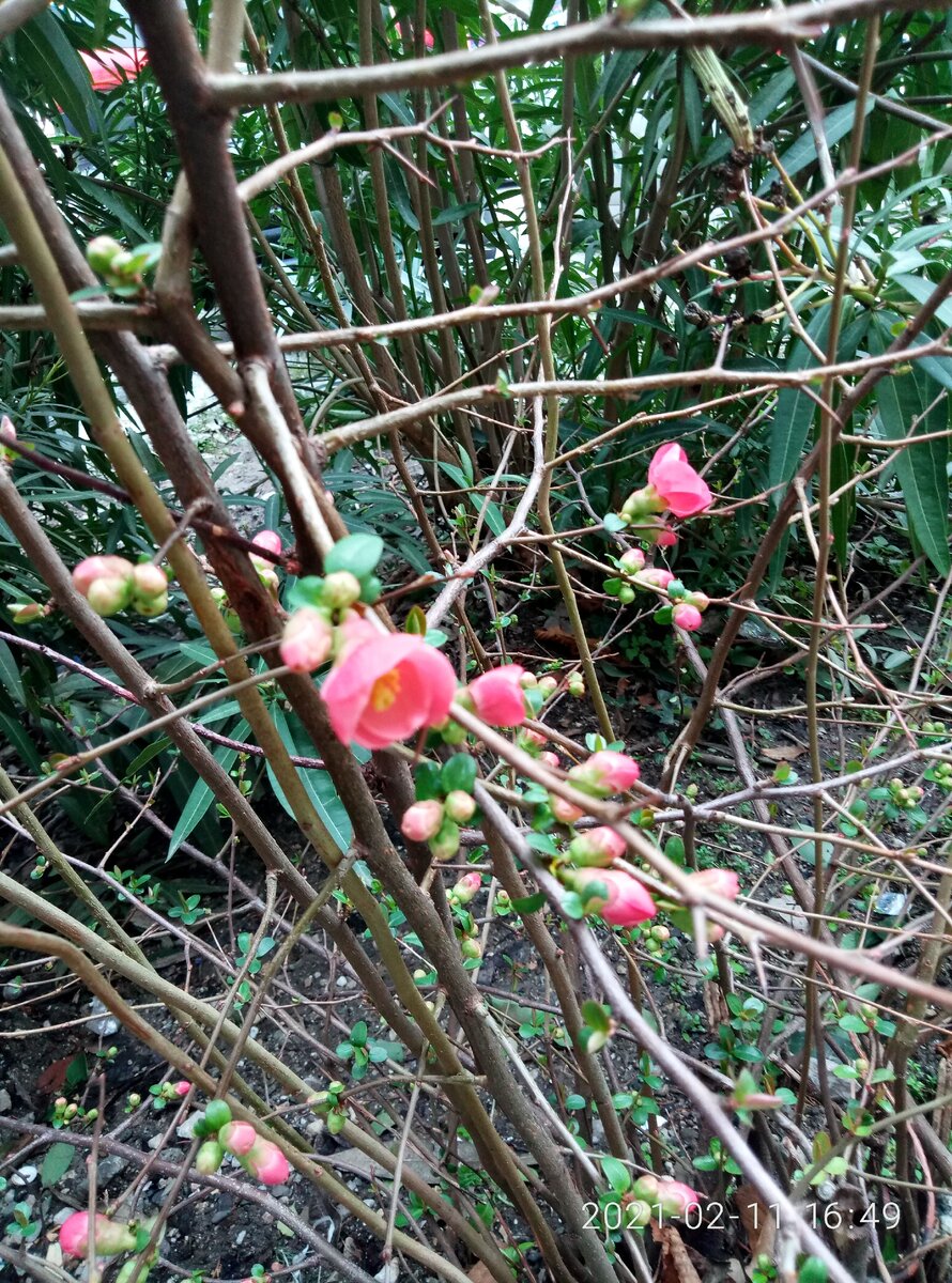На деревьях появились почки, раскрыдись цветы.