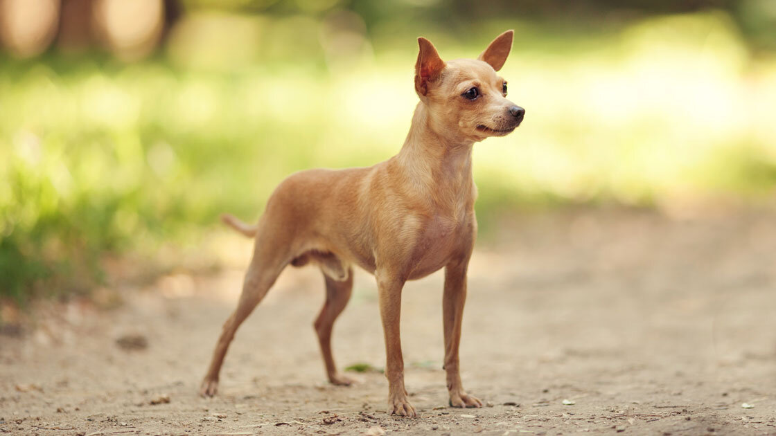 Русский той-терьер в стойке
