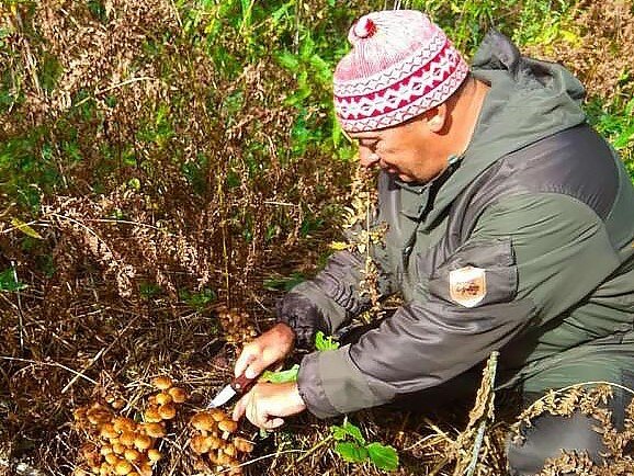 Фото автора. Опята в алтайском бору