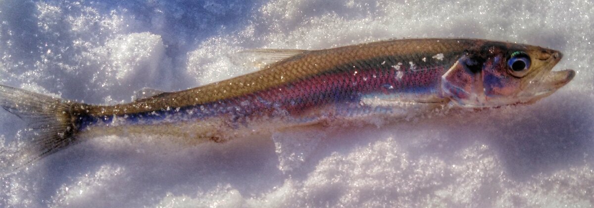 Корюшка. Вес от 20г и граммов до 150 у нас самые крупные