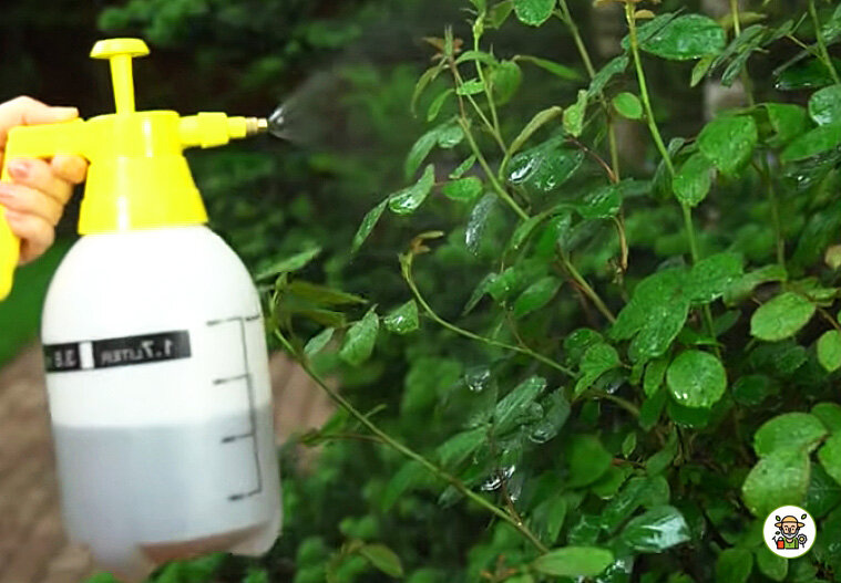 Обработка розы от тли