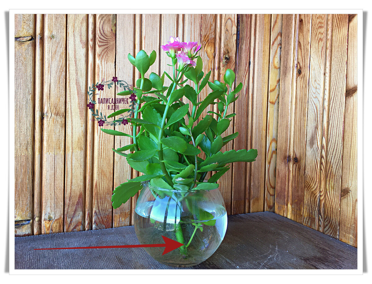 Вон она, крошечка. Стрелкой обозначила.