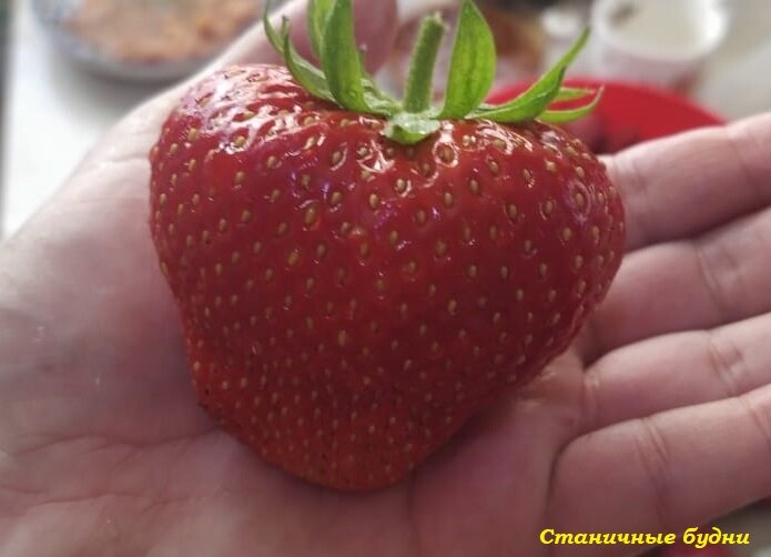 Клубника Примелла в виде сердца