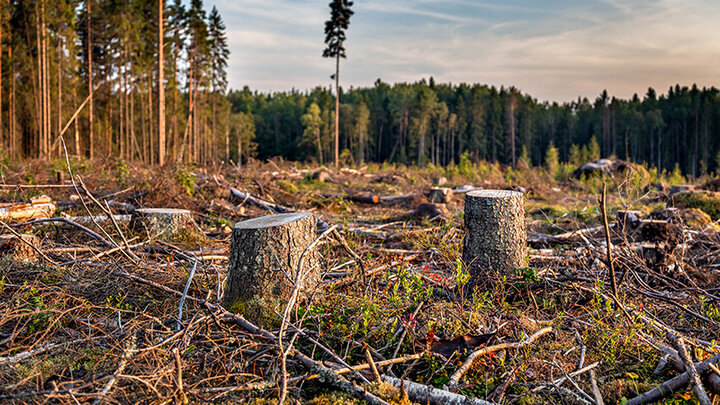 ФОТО: DENIS CHURIN / SHUTTERSTOCK 