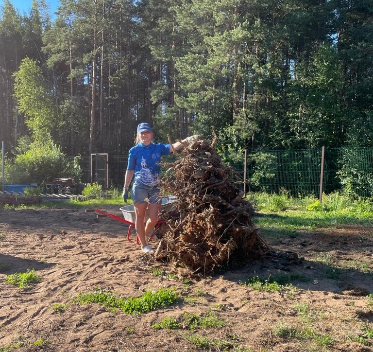 Вы­кор­чев­ка де­ре­вьев