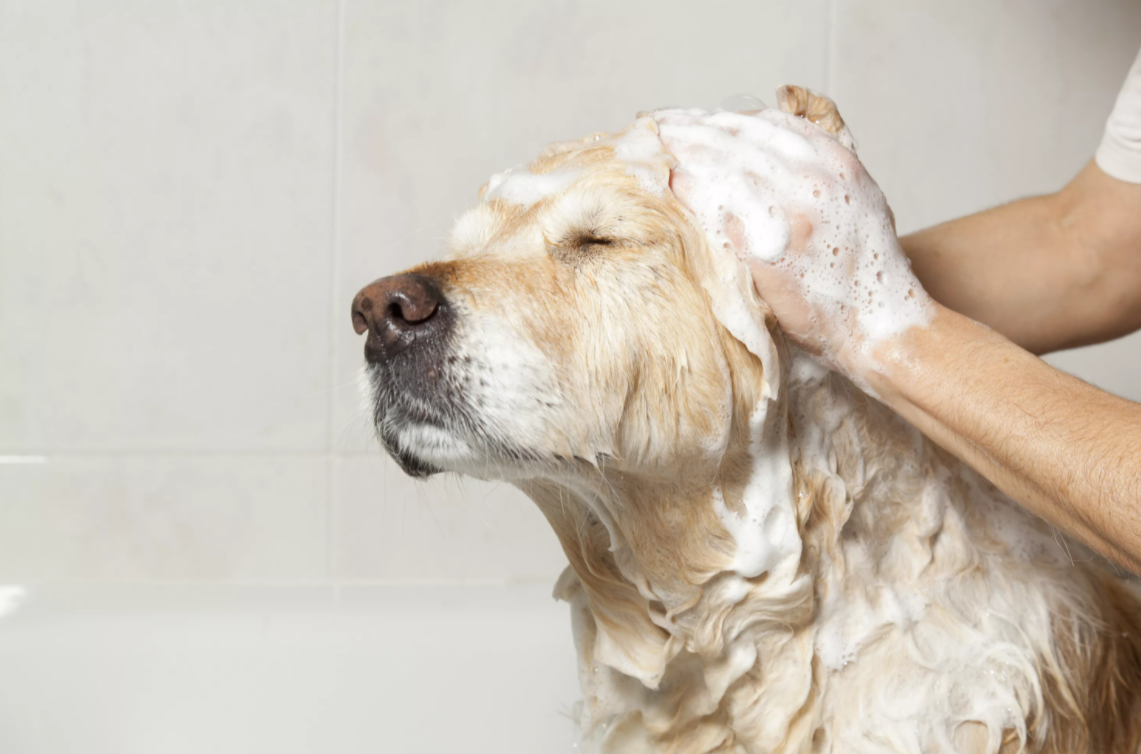 Блохи - не проблема