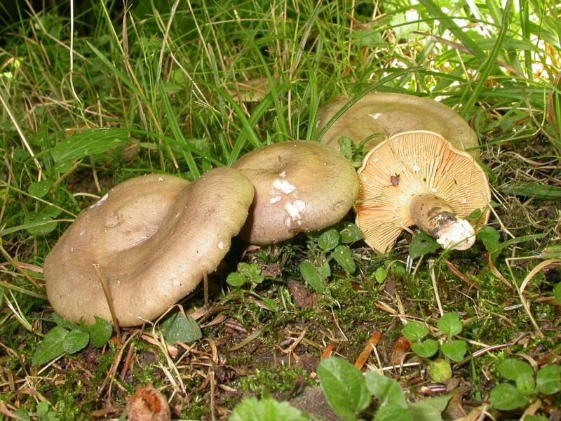 Жгуче-млечный. (Фото используется с сайта myco-vaud.ch)