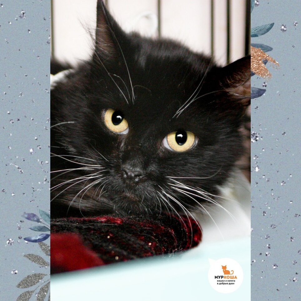 Красавица Балерина