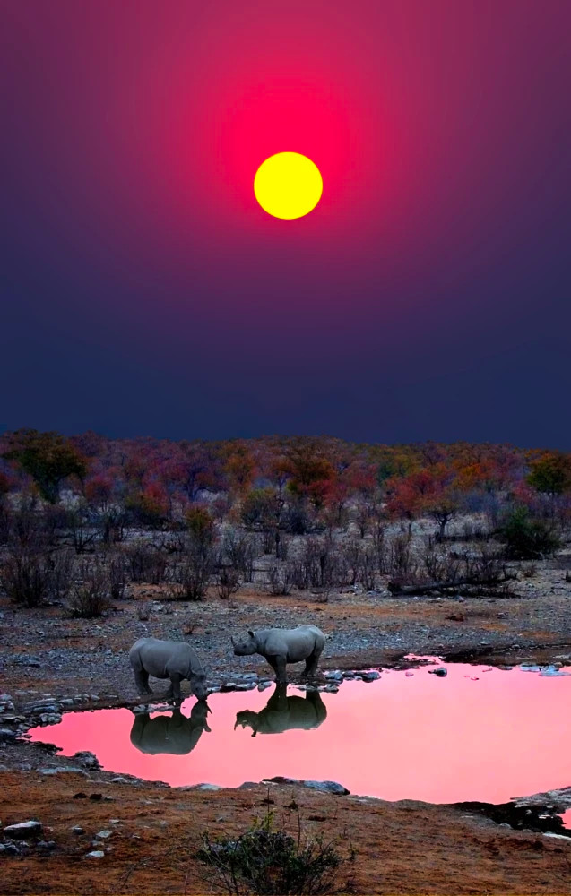 Черные носороги в Намибии, фотограф Майкл Шеридан