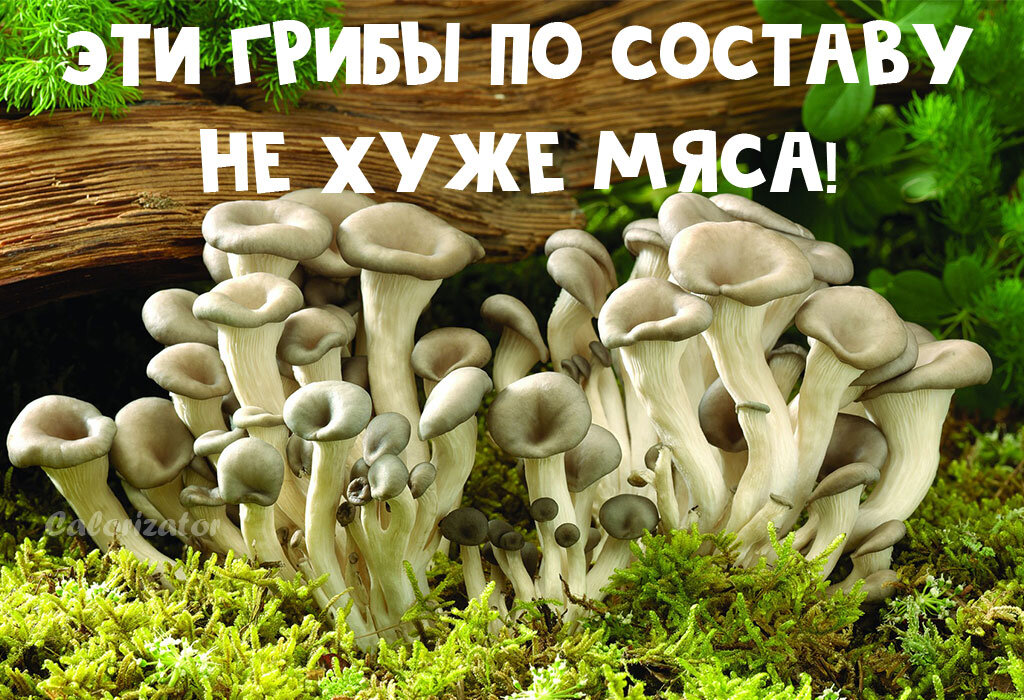 Слово гриб. Слоган со словом гриб. Текст грибная удача. Печатное слово грибы.