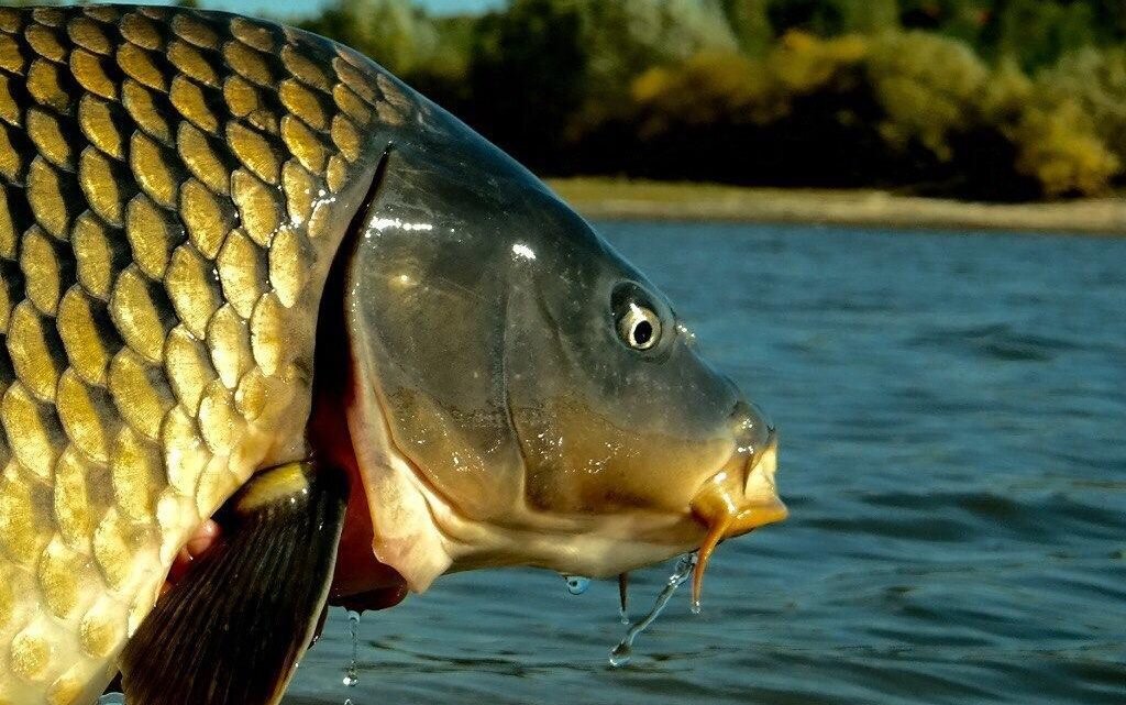 Фото с сайта: https://sva-vrn.ru