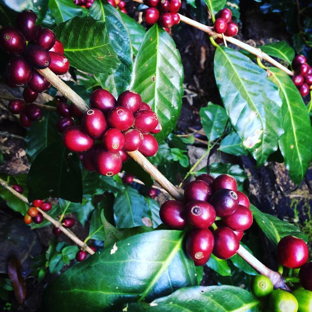 Методы сбора урожая кофе