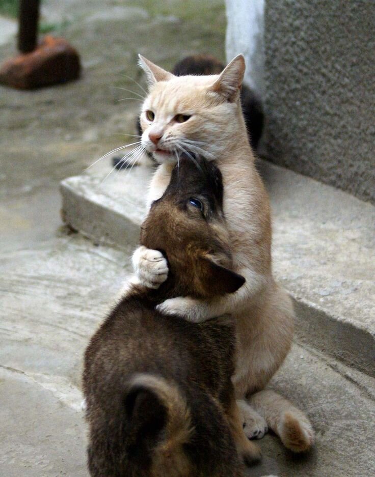 Дай я тебя пожалею. Фото из интернета