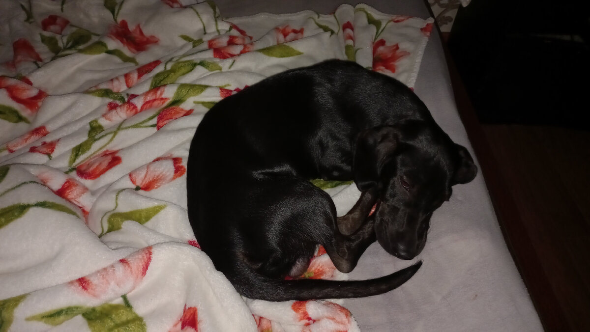 Собака-на-кровати-спака