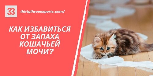 Избавиться от запаха кошачьей мочи на матрасе