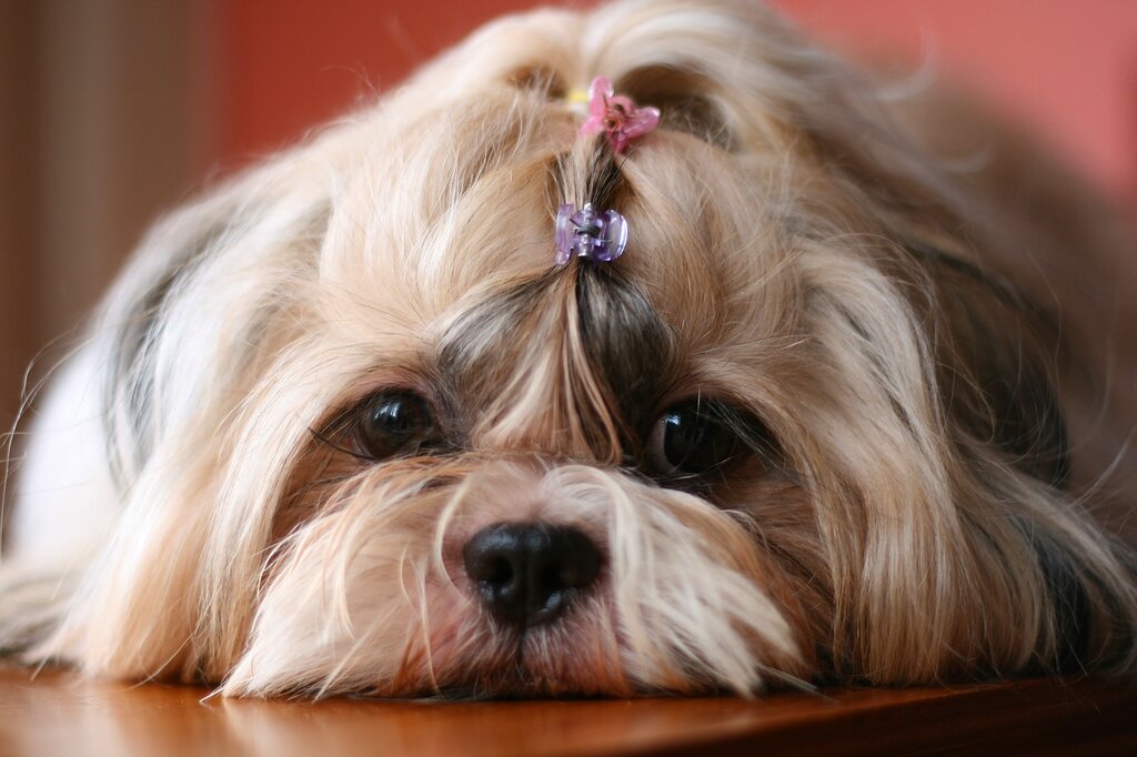 Ши-тцу (Фото: https://www.flickr.com/photos/21643296@N08/3679078092/)