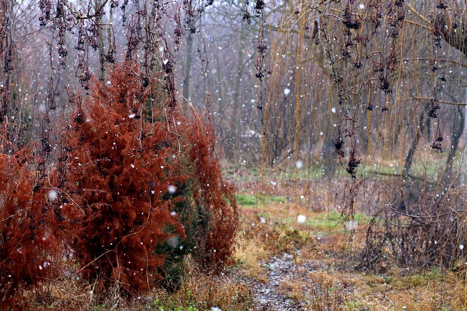 Изображение из открытого источника. Pixabay