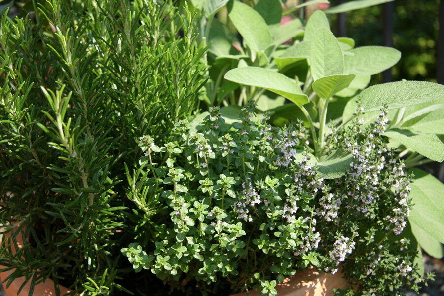 Огород на подоконнике: что можно вырастить в квартире, чтобы было вкусно и полезно | Stribuna