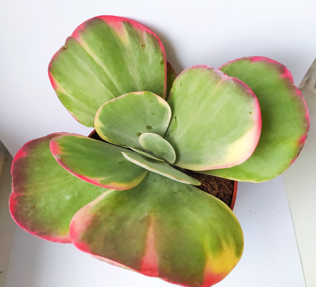 Kalanchoe Thyrsiflora Variagata. 