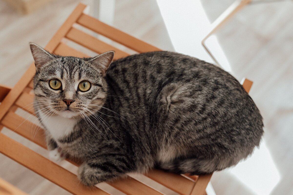 Мой кот не толстый? Сколько должен весить кот? | ZOO CHANNEL | Дзен
