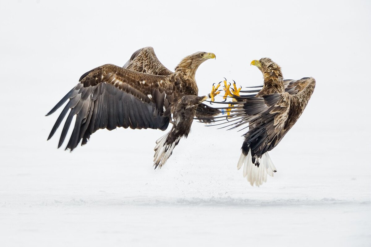 © Marco Poggioni /  Siena International Photo Awards 2016