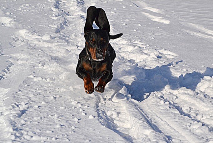 Собака умчалась в неизвестном направлении, фото с сайта http://my.topic.lt/