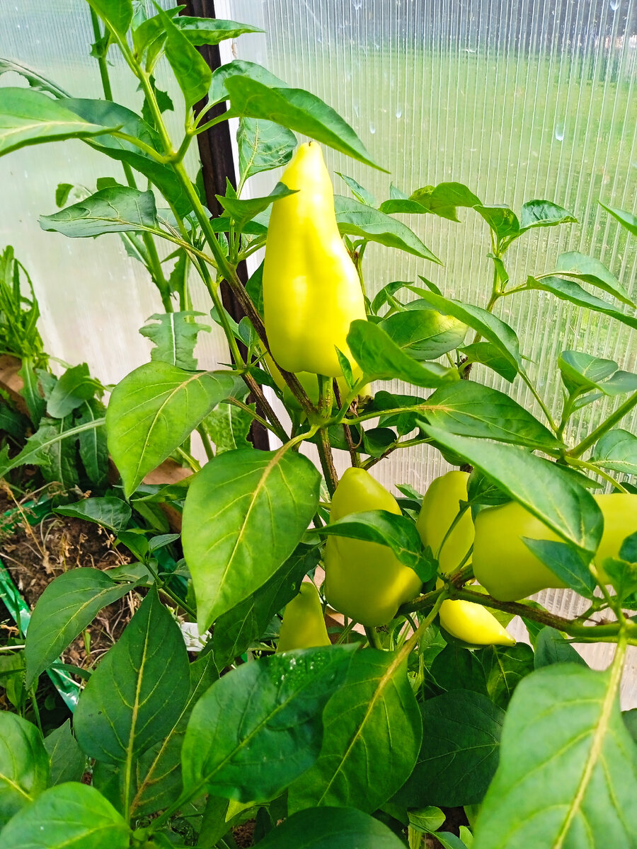 Ранняя Птаха в моей теплице в середине июня