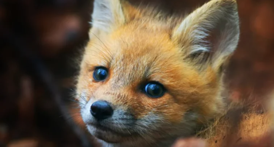 Добавьте описание