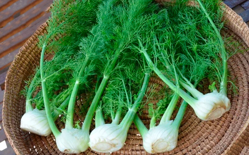 Луковицы Фенхеля