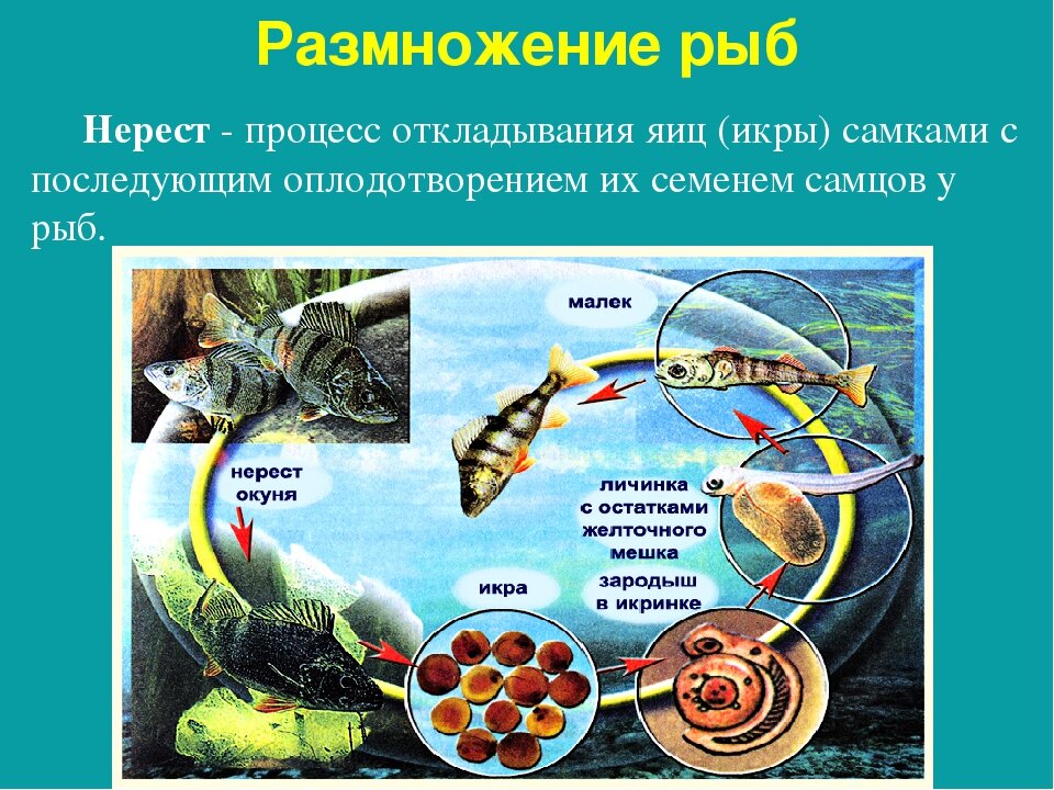 Как выглядит размножение рыб