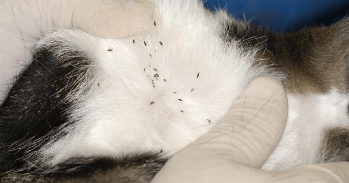 Не очень аппетитно, правда?