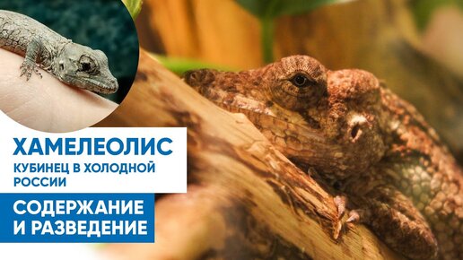 Хамелеолис (Anolis chamaeleonides). Содержание, разведение.