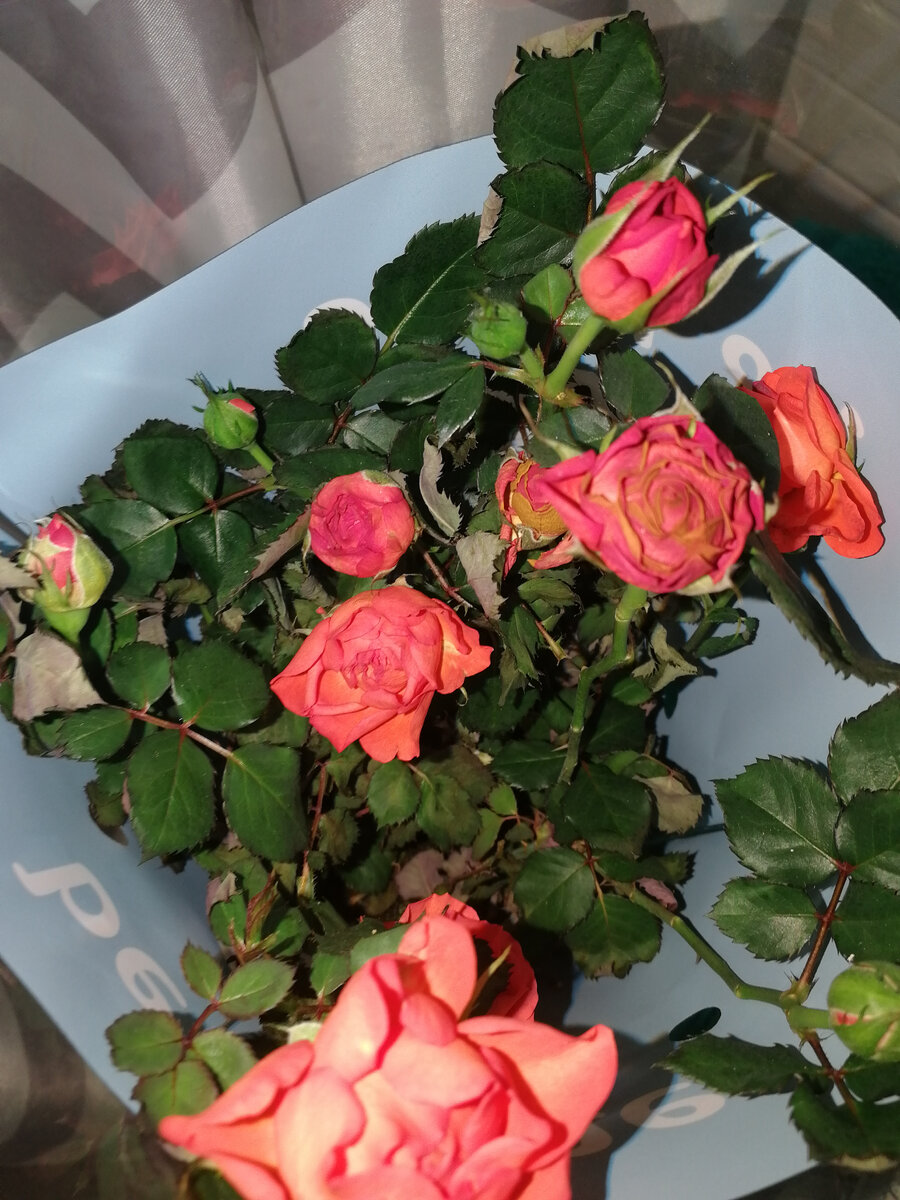 Такую розу муж принёс мне 6 марта. Уже хорошо видно, что растение заболело 