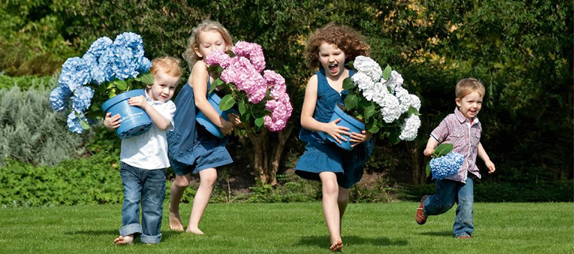 Гортензию крупнолистную любят все!