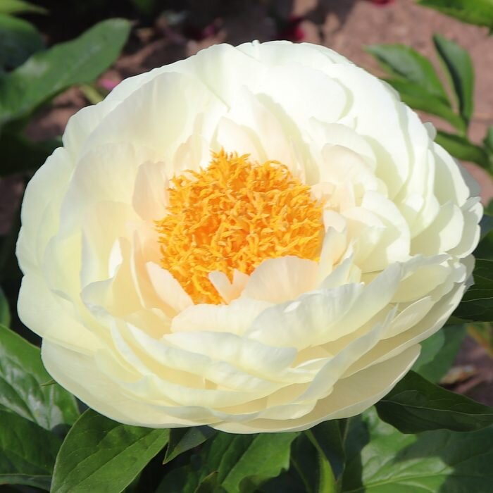 B96 Peony Vanilla