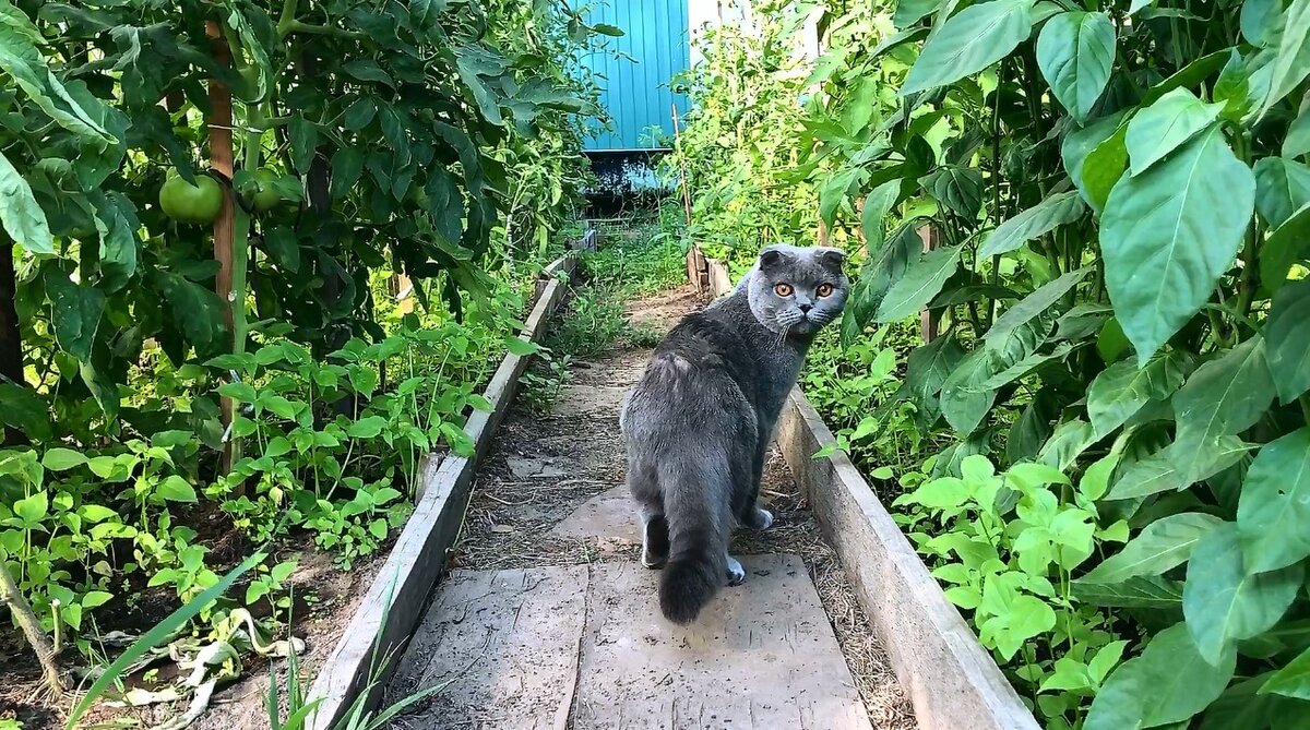 Редкие кадры шотландского котика в помидорной среде