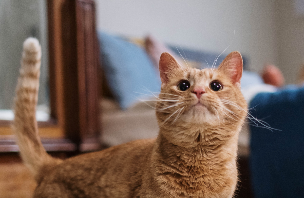 Привет. Я Роберт из Уфы. 