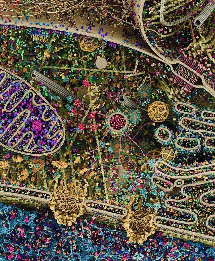 Источник: https://www.reddit.com/r/Weird/comments/uiixnh/most_detailed_image_of_a_human_cell_ever_taken