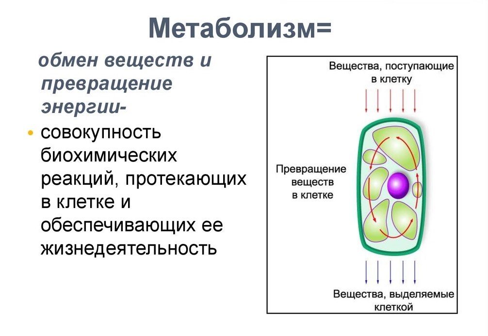 Схема жизнедеятельности клетки