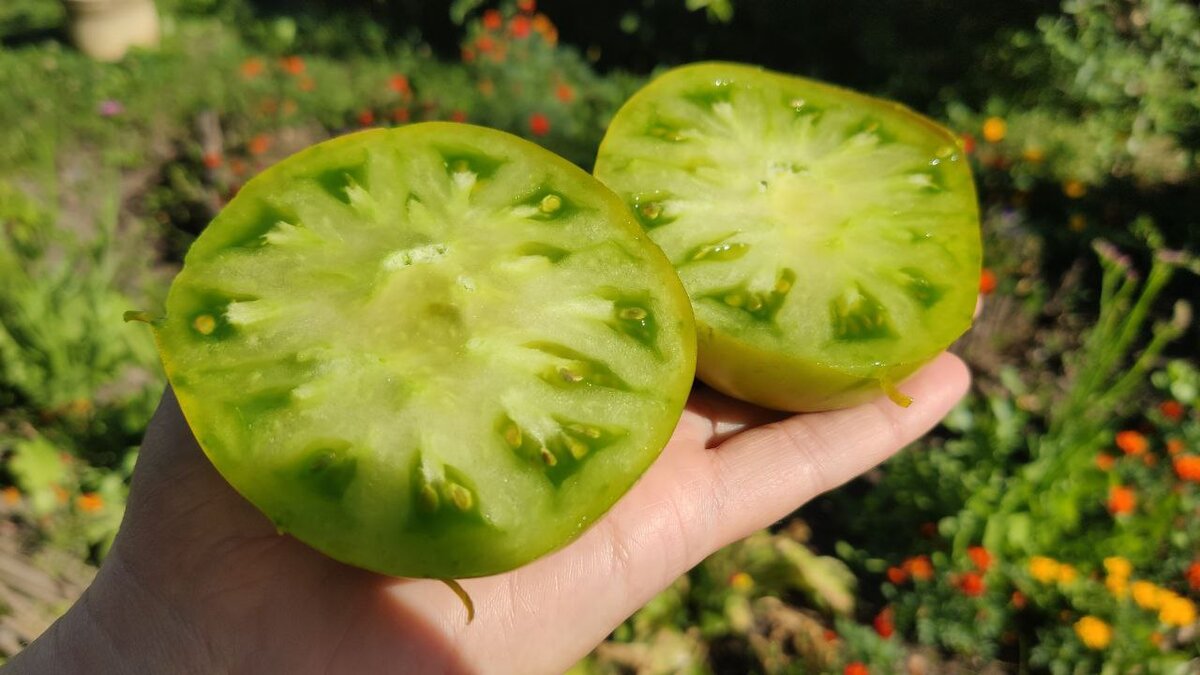 Три зеленых помидора. Какой из томатов действительно оказался сладким