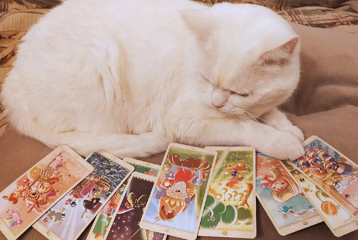Белый кот и Счастливое Таро. Фото автора