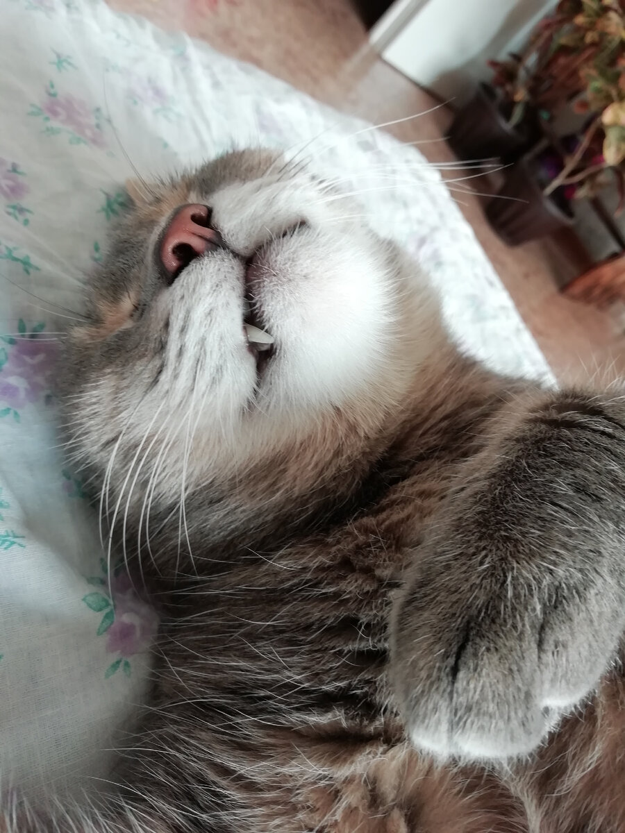Мой кот Костя.. Спит и не знает, что скоро приедет товарисч))) 