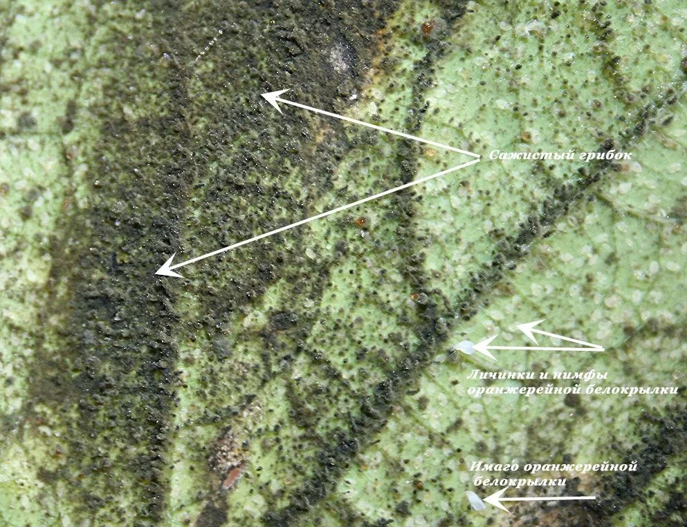 от он. фото из интернета 