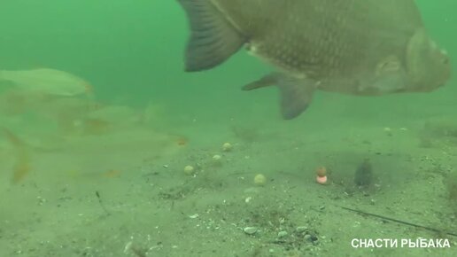 Красивые моменты на рыбалке снятые под водой.