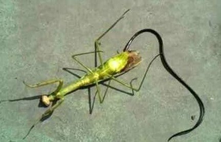 Выход волосатика. Фото из интернета: https://tn.fishki.net/26/upload/post/2019/10/05/3105869/0.jpg