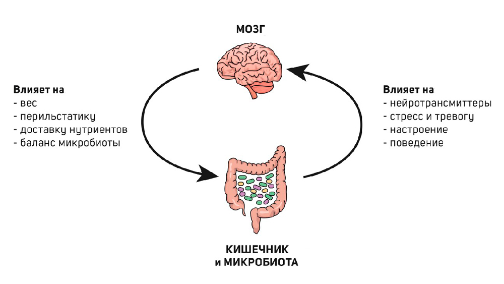 Ось кишечный мозг микробиота. Серотонин в кишечнике. Кишечник второй мозг человека. Серотонин формула химическая. Серотонин и микробиота.