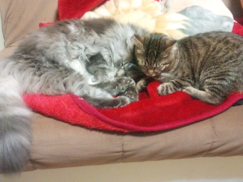 Пытаются вдвоем улечься на один краешек пледа.