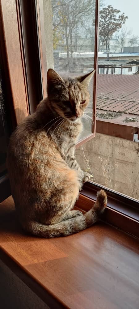 Уличная кошка Мелочь