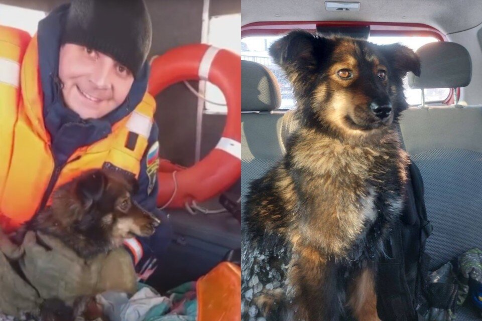     Спасатель не смог взять к себе пса, но передал его в надежные руки. Фото: Спасатели МАСС / предоставлено Сергеем.